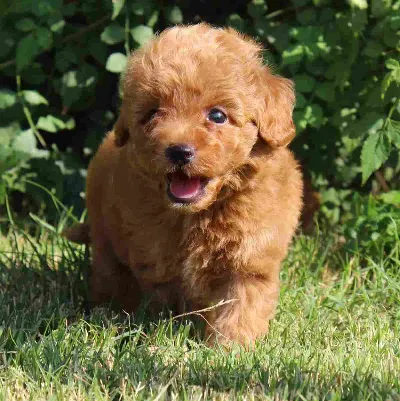 Coco