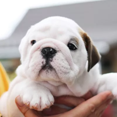 BRUNO