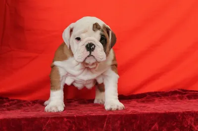 Remy
