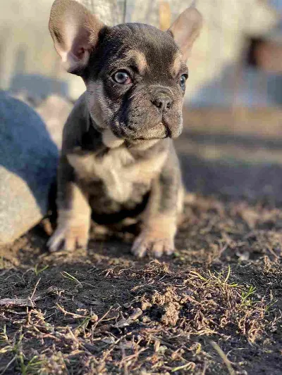 Koda