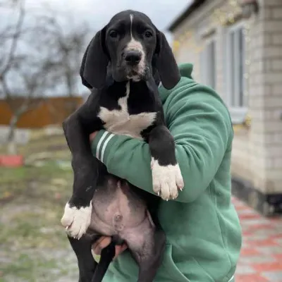 Louie