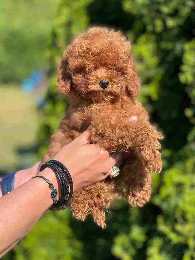 Ziggy
