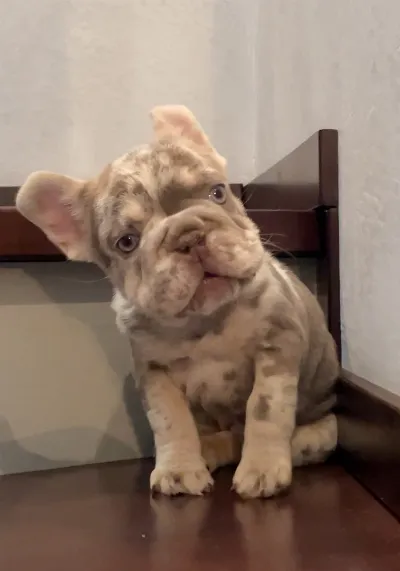 Lulu