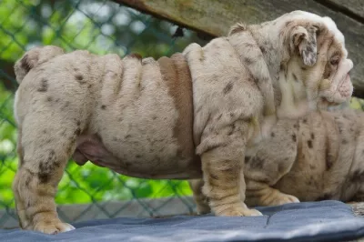 Beau