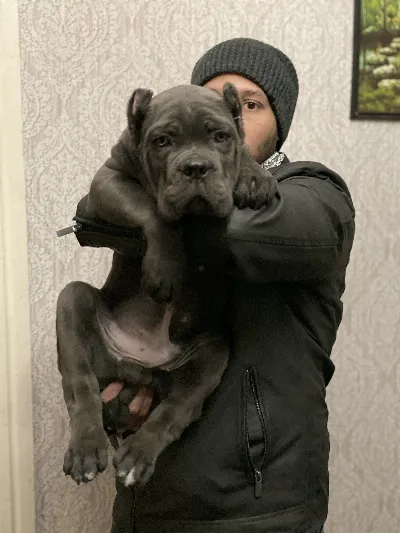 Baxter