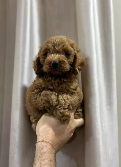 Winston