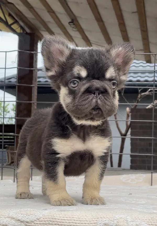 French Bulldog Lilly