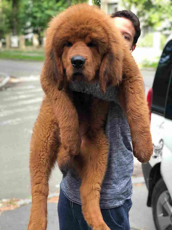 Meet Duke
