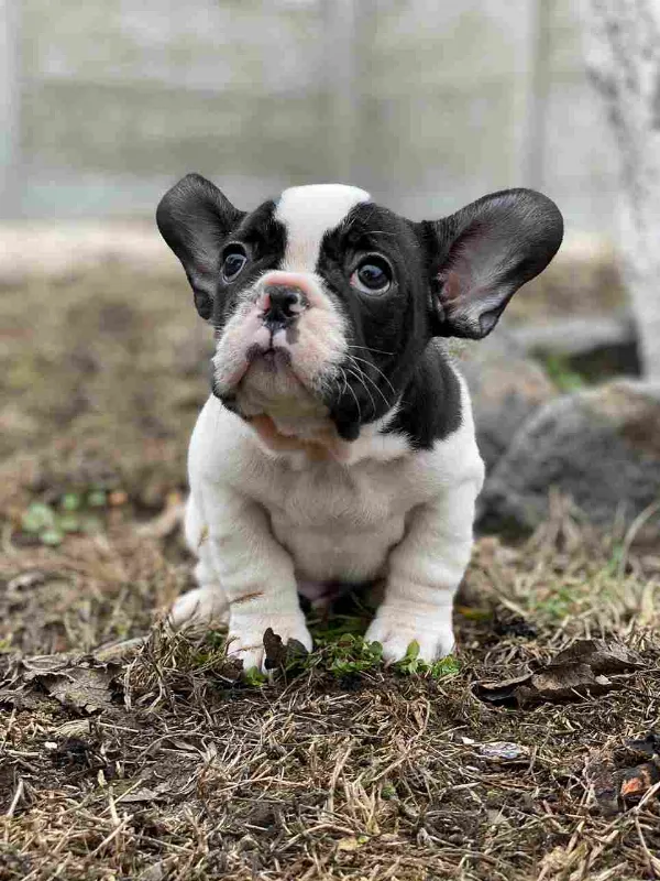 French Bulldog Dexter
