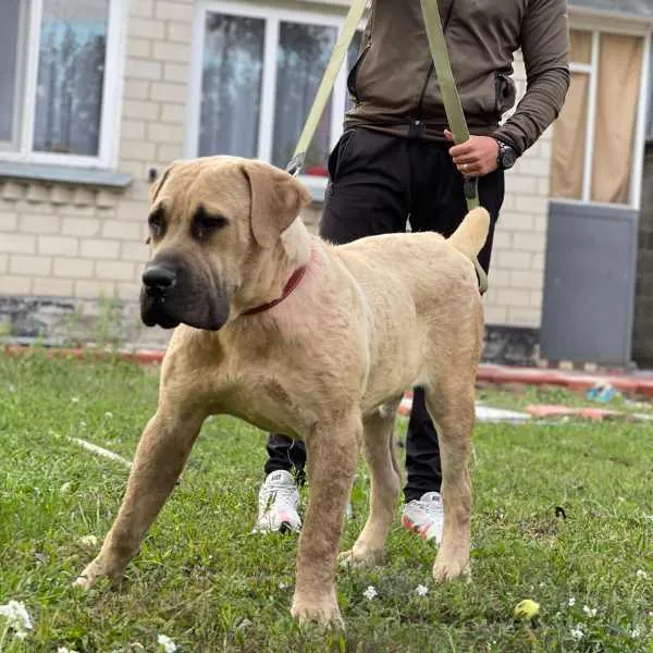 Boerboel Otis