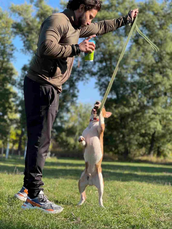 Bull Terrier Sam