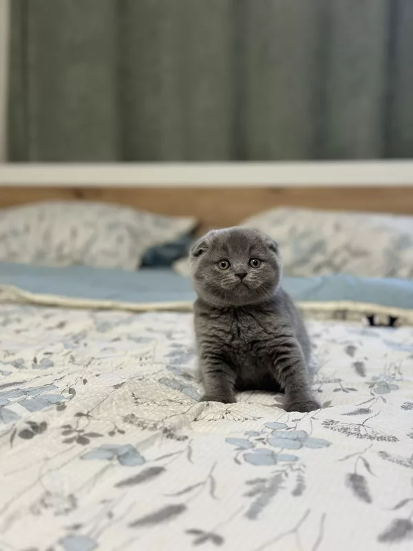Scottish Fold Xenia