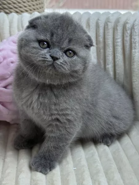 Scottish Fold Queen