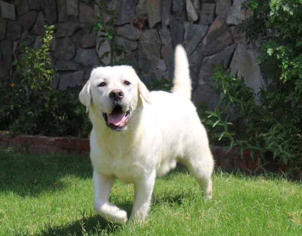 Labrador Retriever HECTOR