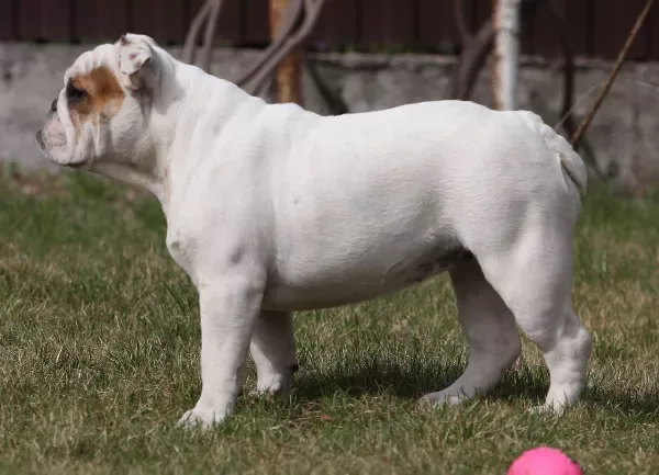 English Bulldog Daisy