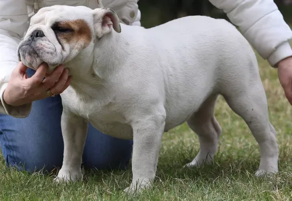 English Bulldog Daisy