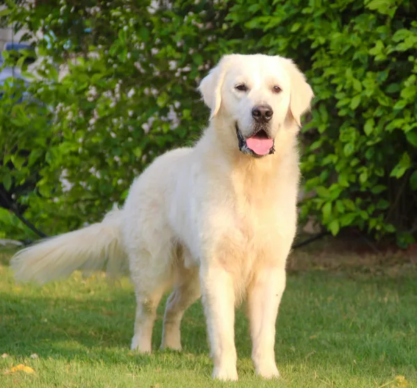 Golden Retriever KOSTA