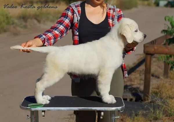 Golden Retriever KOSTA