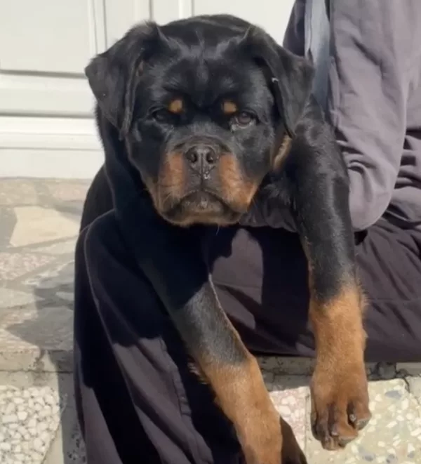 Meet KIRA