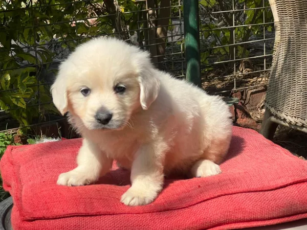 Golden Retriever Lexi