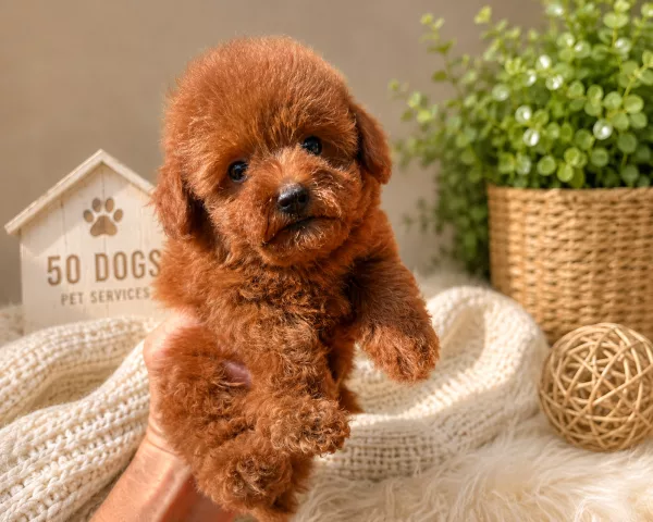 Poodle Milo