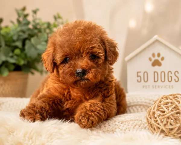 Poodle Molly