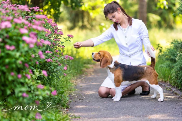 Beagle Tiffany