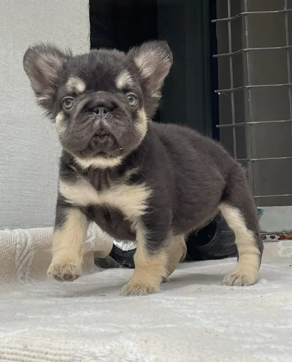 French Bulldog Lilly