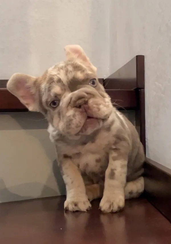 Meet Lulu