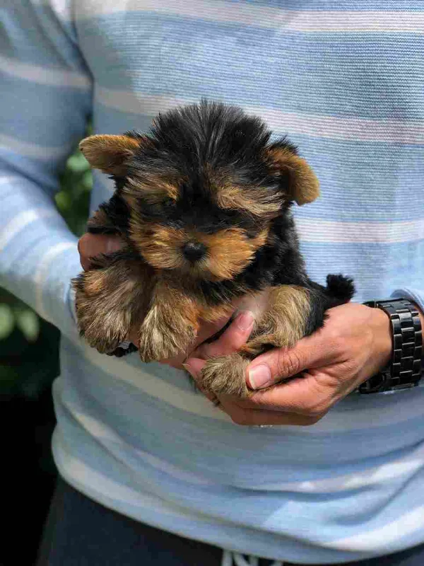 Yorkshire Terrier Sammy