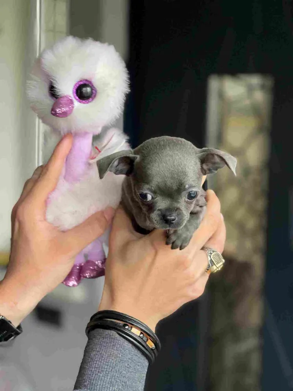 Chihuahua Zeus