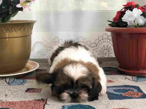 Meet Nemo