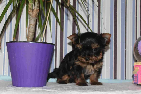 Yorkshire Terrier Raven