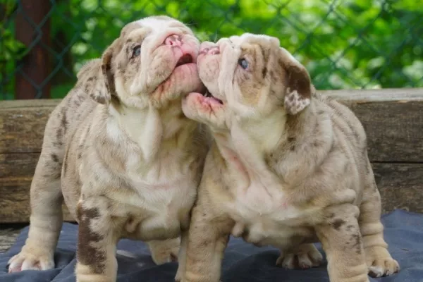 English Bulldog Benny
