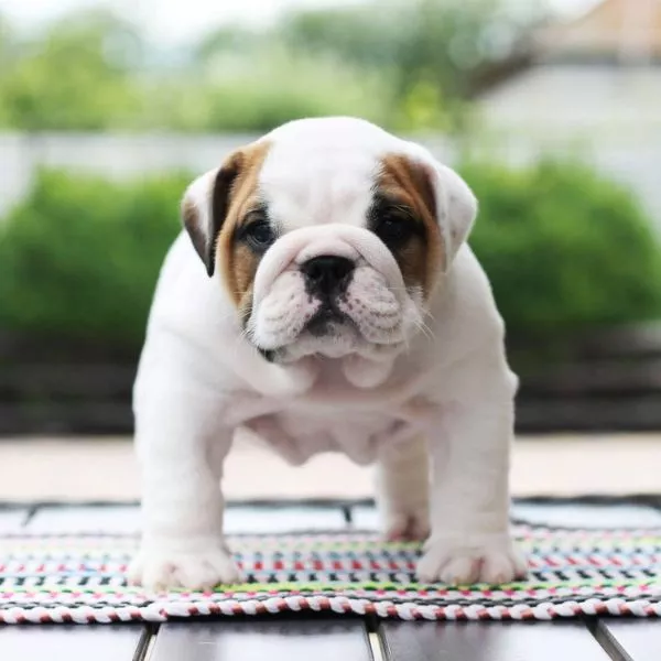 English Bulldog BEST