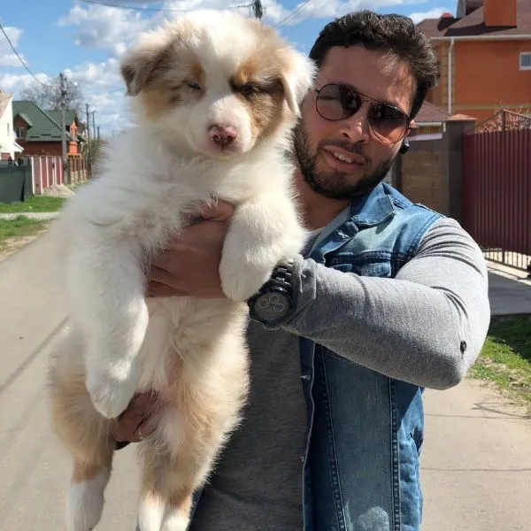 Australian Shepherd Tucker