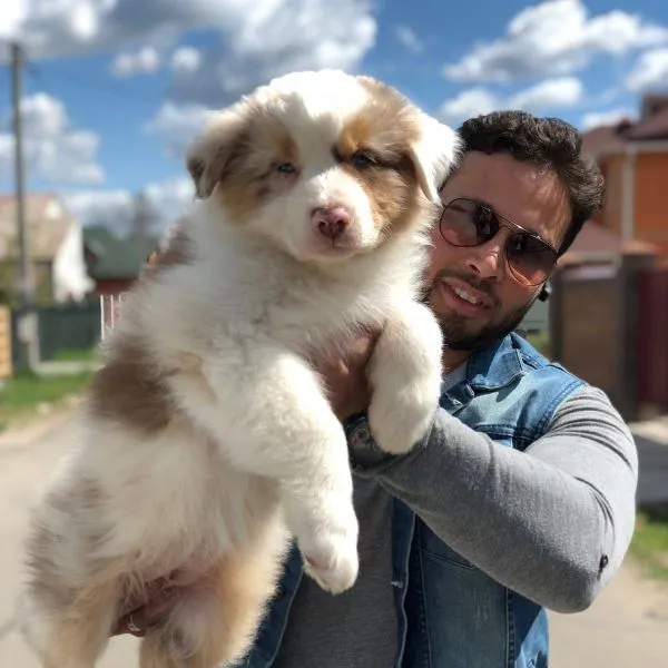 Australian Shepherd Tucker