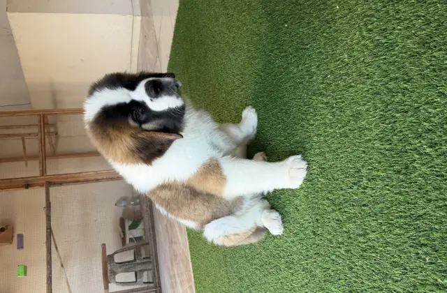 Breeder client journey